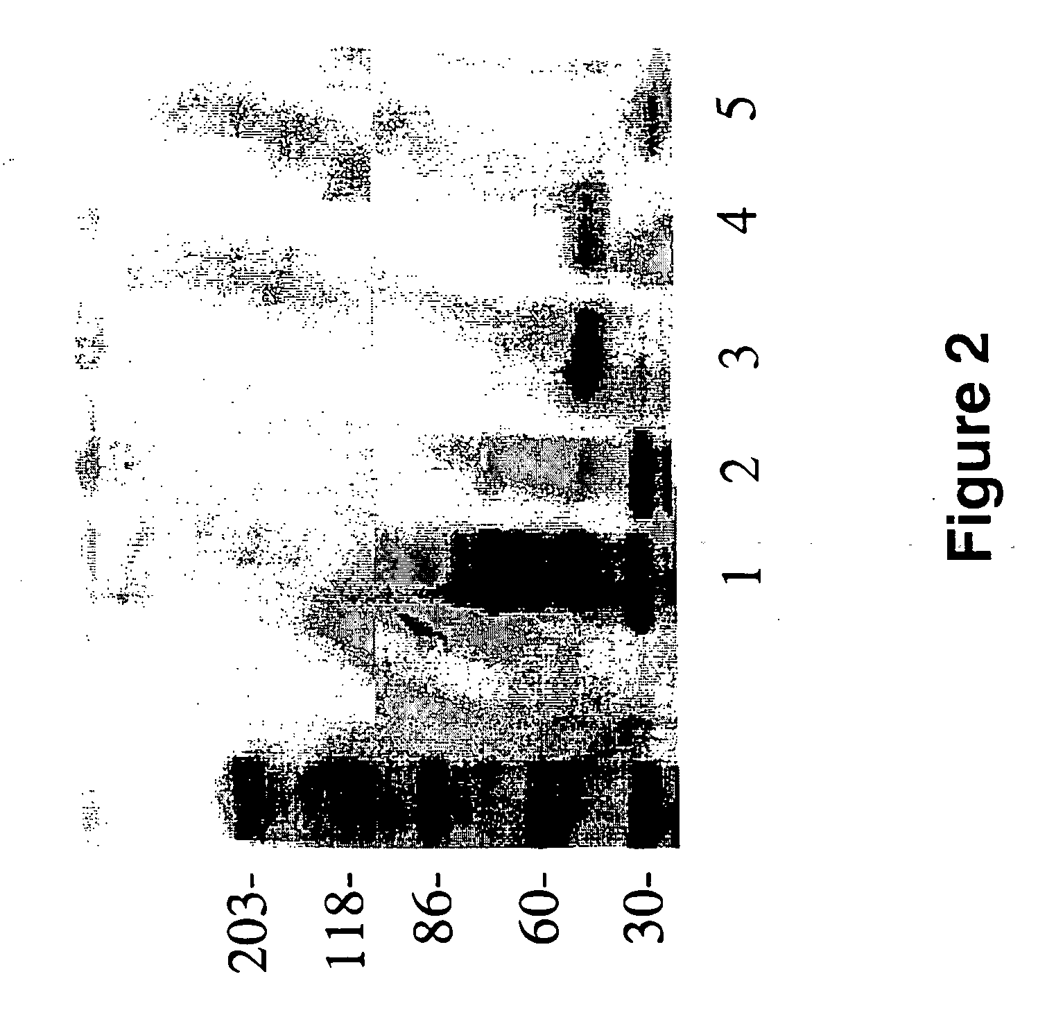 Peptides for the treatment of Alzheimer's disease and other beta-amyloid protein fibrillogenesis disorders