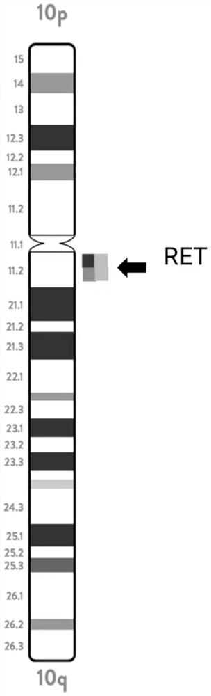 Five-color FISH probe system and method for detecting multiple genes at one time