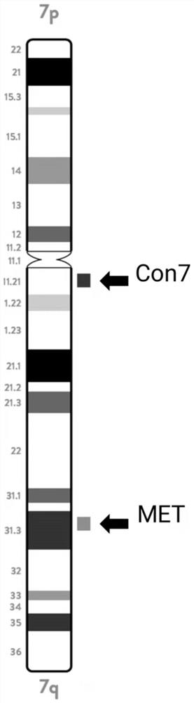 Five-color FISH probe system and method for detecting multiple genes at one time