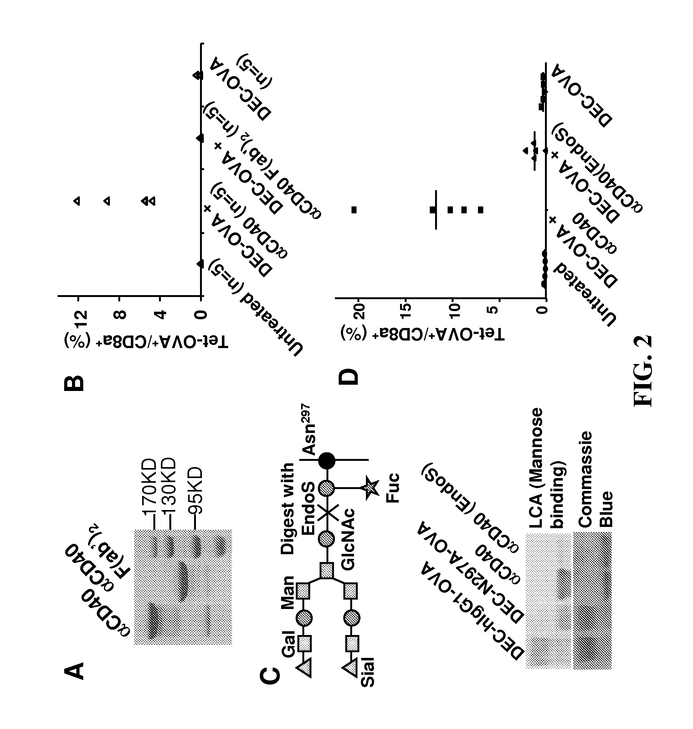 Modulating agonistic tnfr antibodies