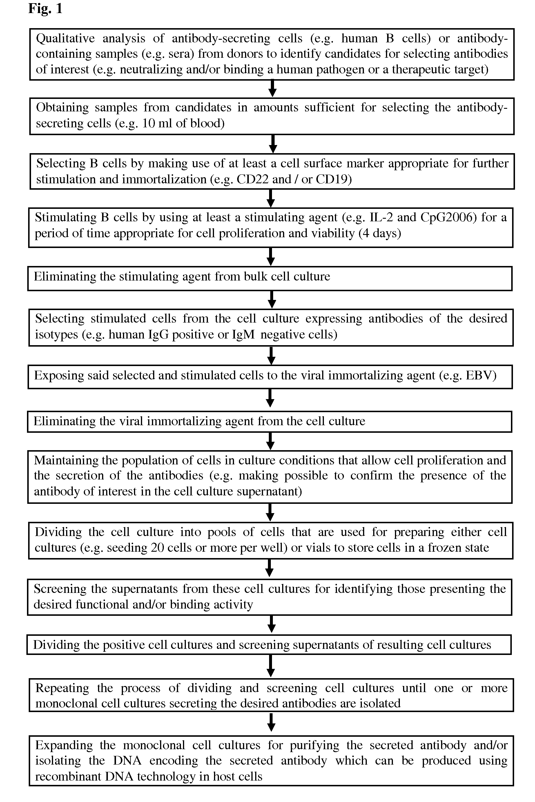 Methods for obtaining immortalized antibody secreting cells