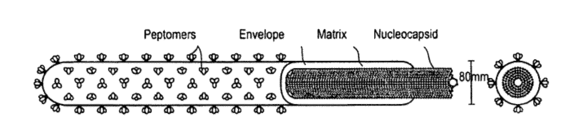 Antisense antiviral compounds and methods for treating a filovirus infection