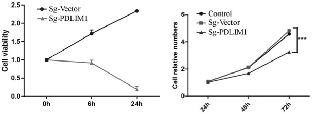 Application of PDLIM 1 in protection of cerebral ischemic neuron injury