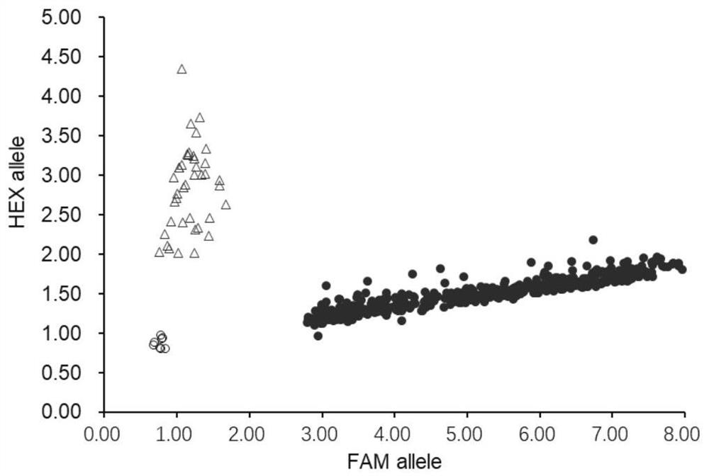 KASP molecular marker related to wheat grain length and application