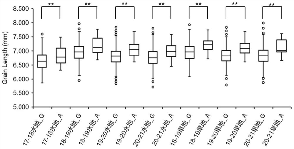 KASP molecular marker related to wheat grain length and application