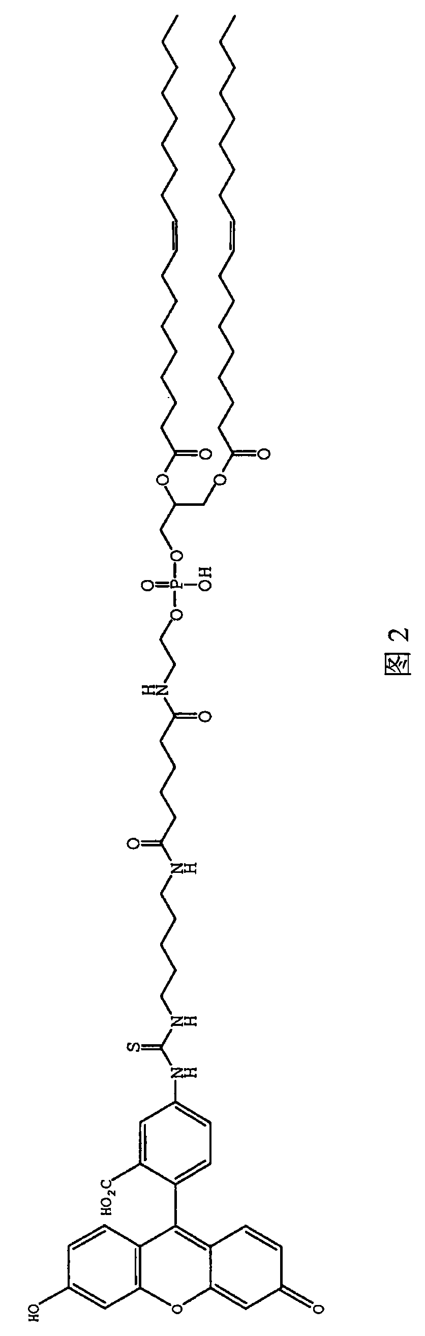 Fluorescent cell markers