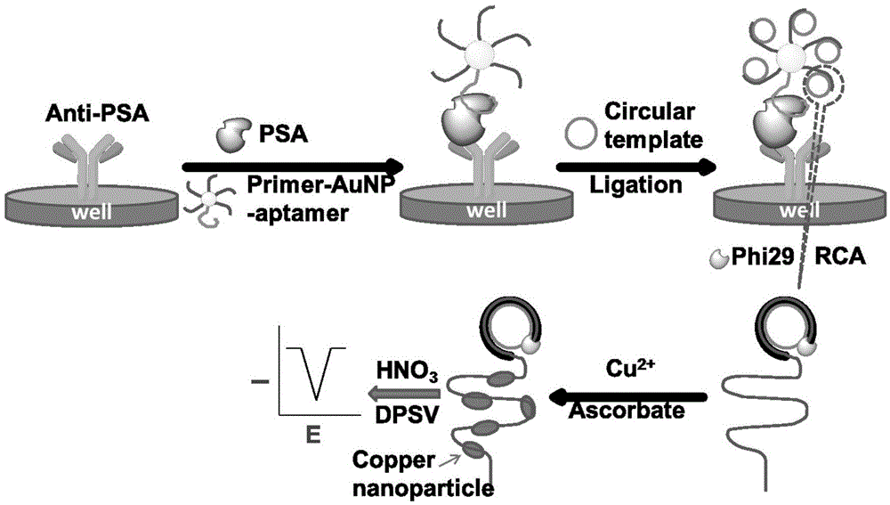 Copper nanoparticle synthetic method using rolling circle amplification product as template and application thereof in electrochemical detection