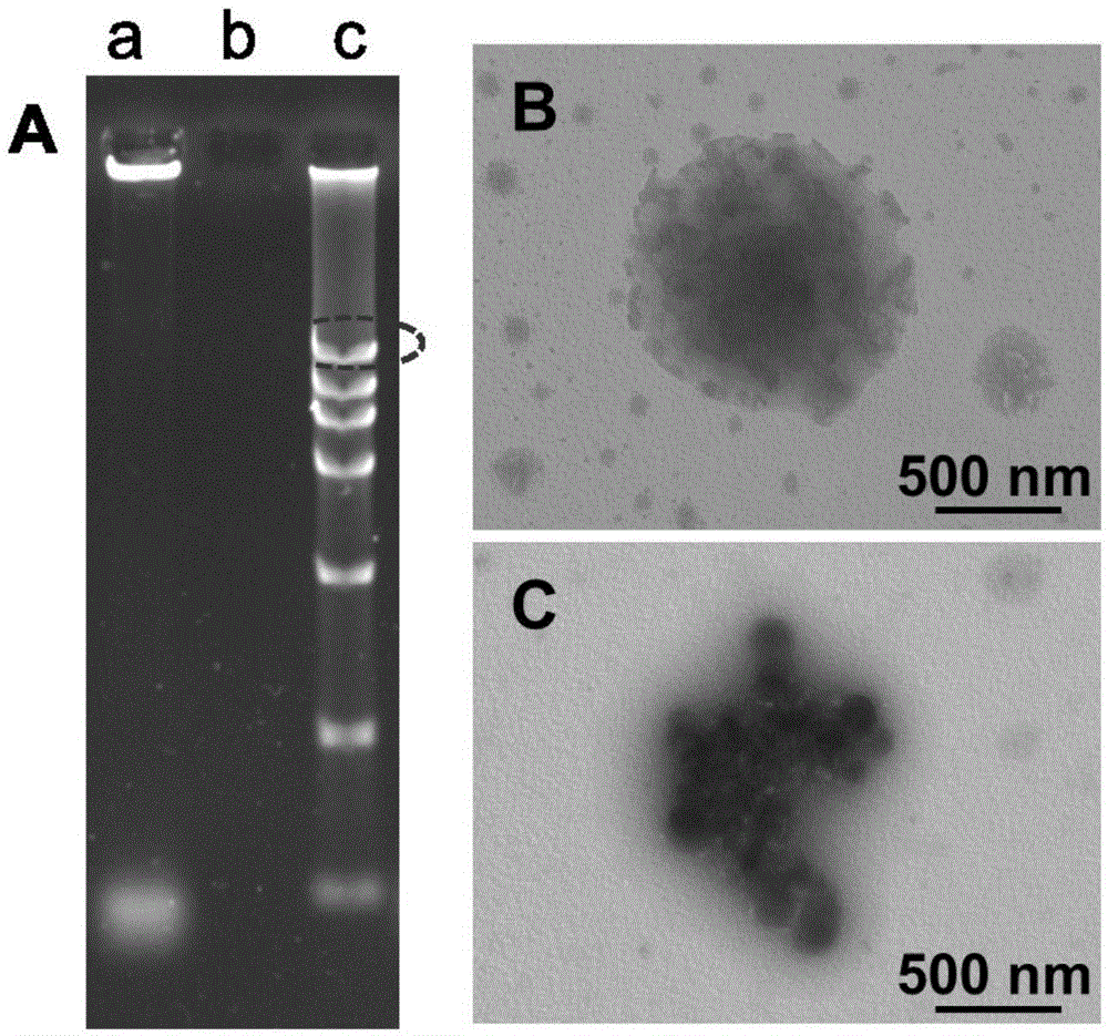 Copper nanoparticle synthetic method using rolling circle amplification product as template and application thereof in electrochemical detection