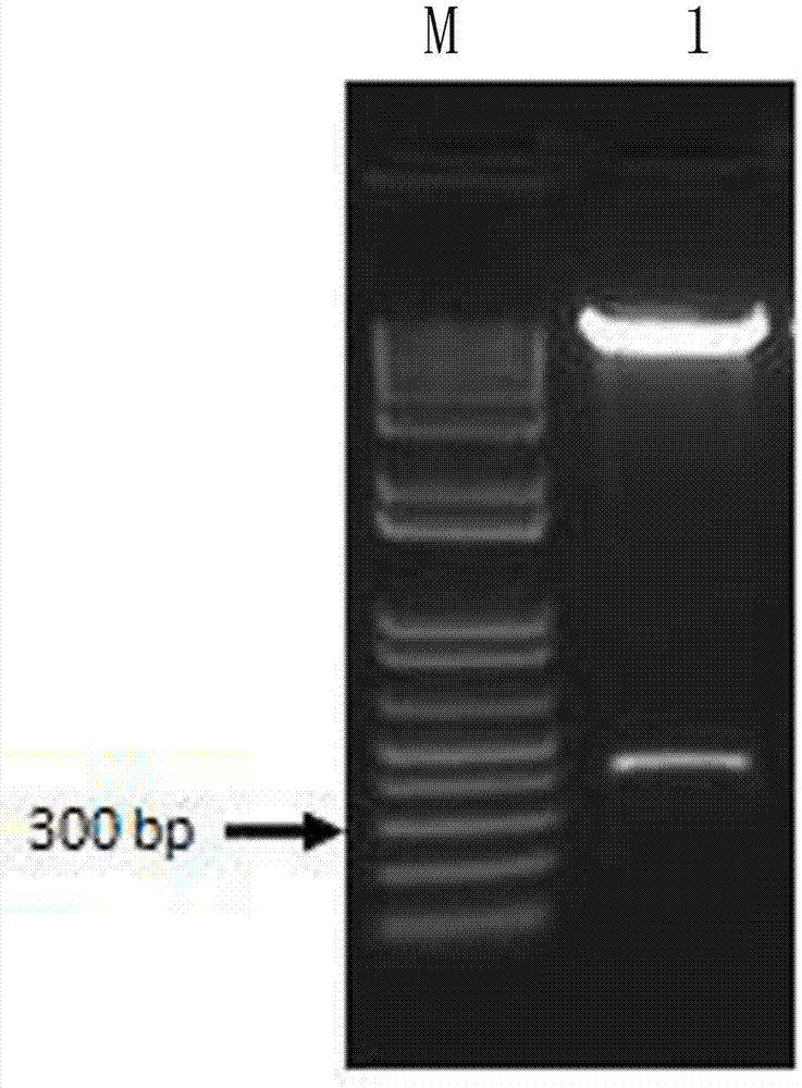 Gene mapping expression vector for detecting plant autophagy phenomenon and application