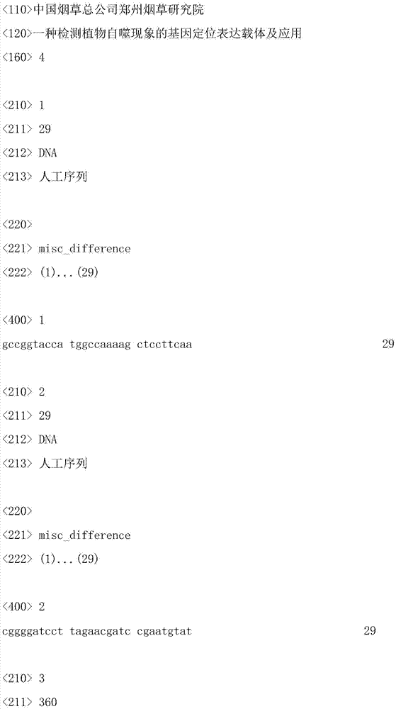 Gene mapping expression vector for detecting plant autophagy phenomenon and application