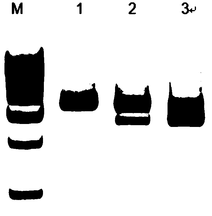 SgRNA (small guide Ribonucleic Acid) for specifically identifying swine Tert (Telomerase Reverse Transcriptase) locus and encoding DNA (Deoxyribonucleic Acid) and application thereof