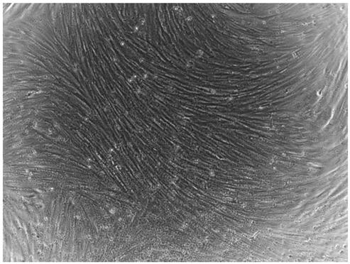 SgRNA (small guide Ribonucleic Acid) for specifically identifying swine Tert (Telomerase Reverse Transcriptase) locus and encoding DNA (Deoxyribonucleic Acid) and application thereof