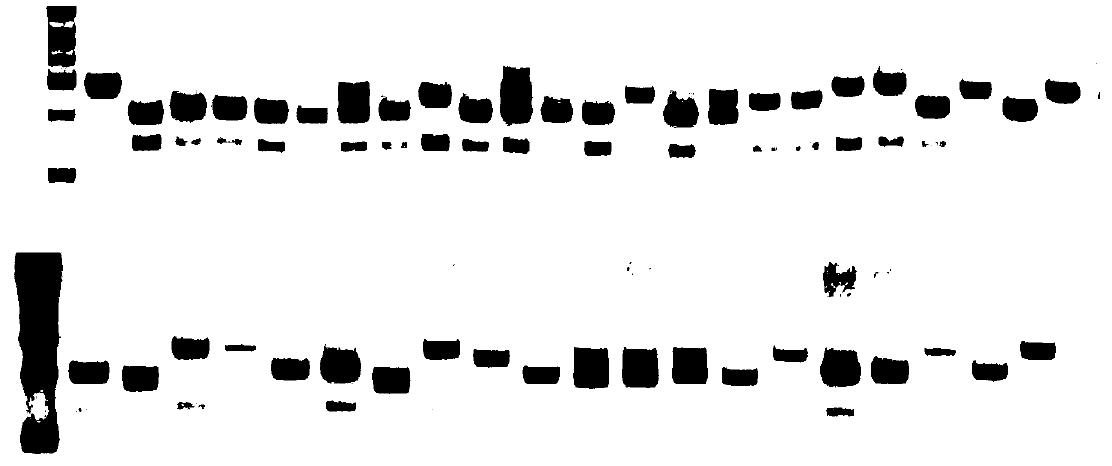 SgRNA (small guide Ribonucleic Acid) for specifically identifying swine Tert (Telomerase Reverse Transcriptase) locus and encoding DNA (Deoxyribonucleic Acid) and application thereof