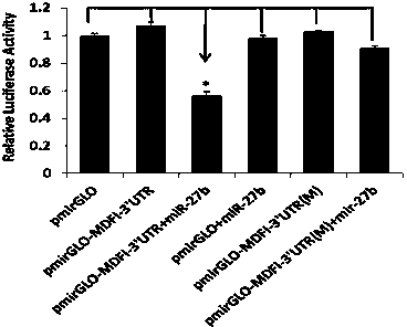 Application of MDFI in regulation of pig skeletal muscle growth and development