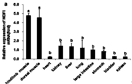 Application of MDFI in regulation of pig skeletal muscle growth and development