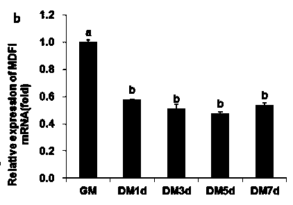 Application of MDFI in regulation of pig skeletal muscle growth and development