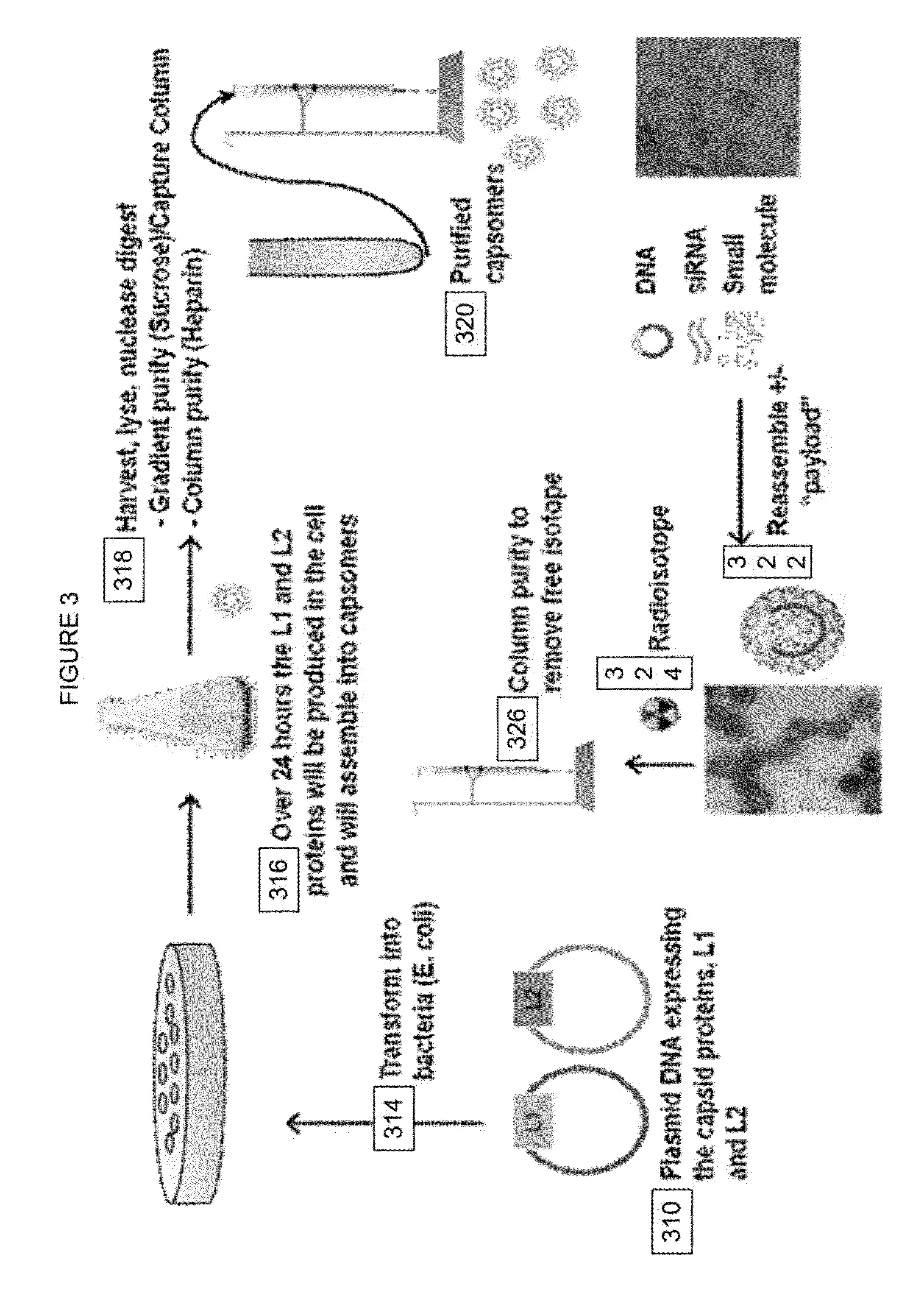 Virion Derived Protein Nanoparticles For Delivering Radioisotopes For The Diagnosis And Treatment Of Malignant And Systemic Disease And The Monitoring Of Therapy