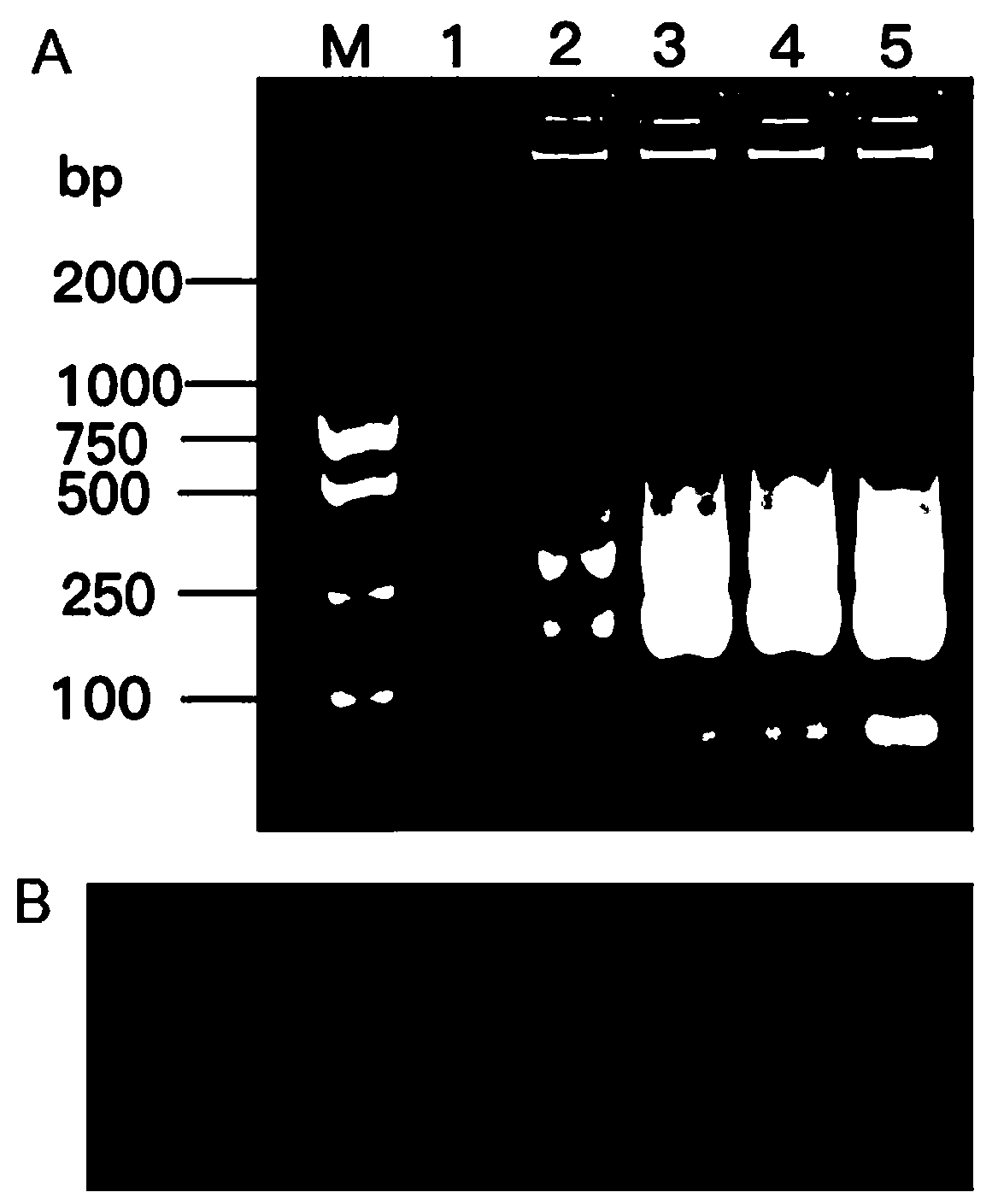 LAMP (loop-mediated isothermal amplification) detection primer of fusarium proliferatum and application of LAMP detection primer