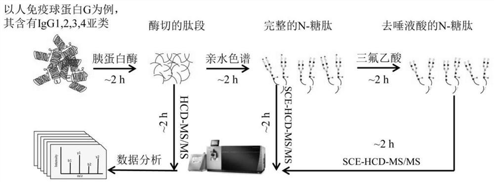 A Quantitative Analysis Method Integrating Proteome and Glycoproteome