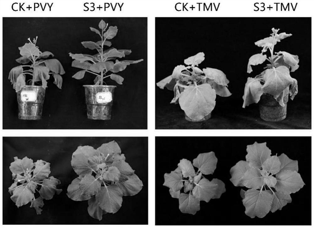 The New Application of Prodigiosin in Anti-Potato-y Virus