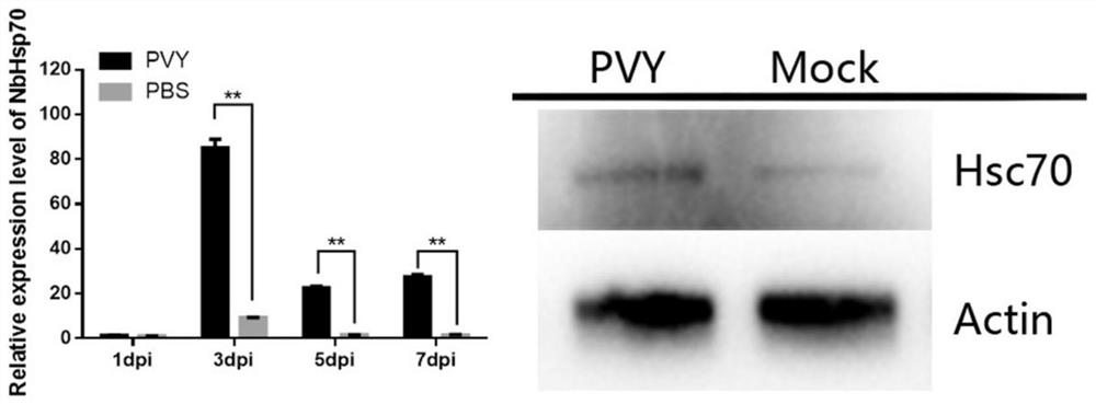 The New Application of Prodigiosin in Anti-Potato-y Virus