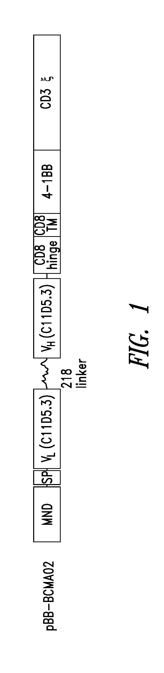 Bcma chimeric antigen receptors