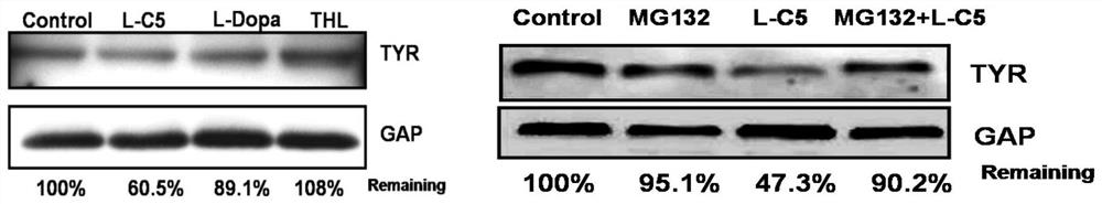 PROTAC for targeted degradation of tyrosinase, and application thereof