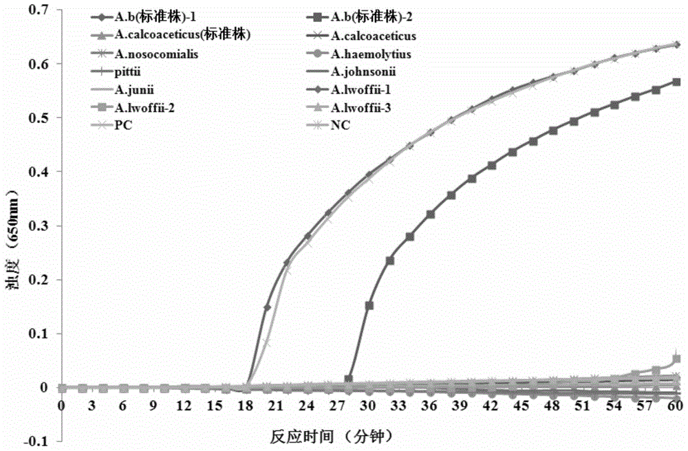 LAMP (loop-mediated isothermal amplification) kit for detecting acinetobacter baumannii and special primers of LAMP kit