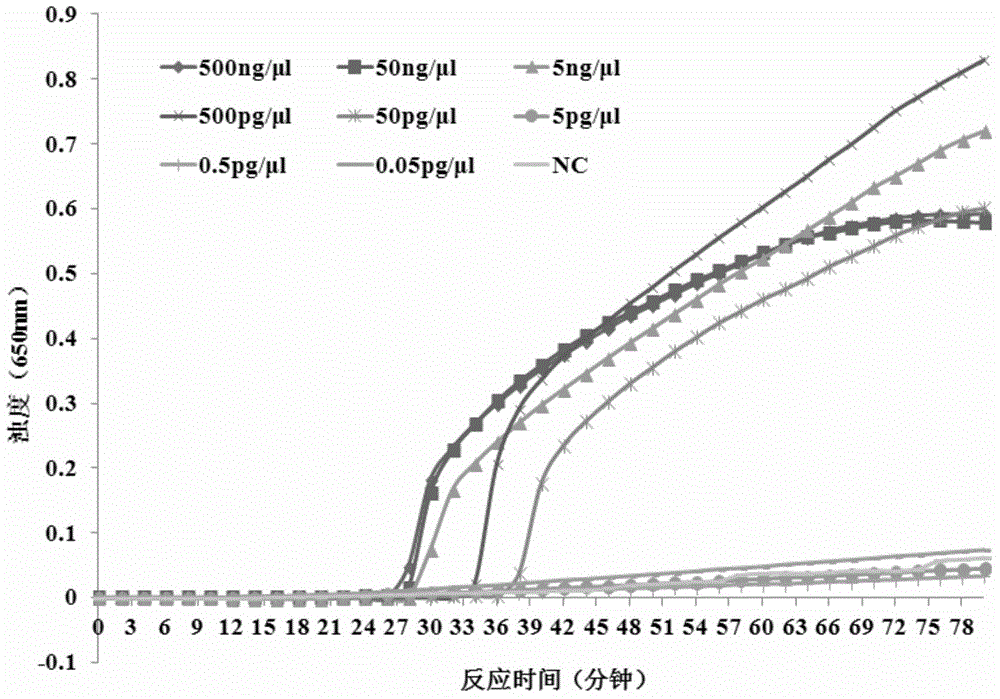 LAMP (loop-mediated isothermal amplification) kit for detecting acinetobacter baumannii and special primers of LAMP kit