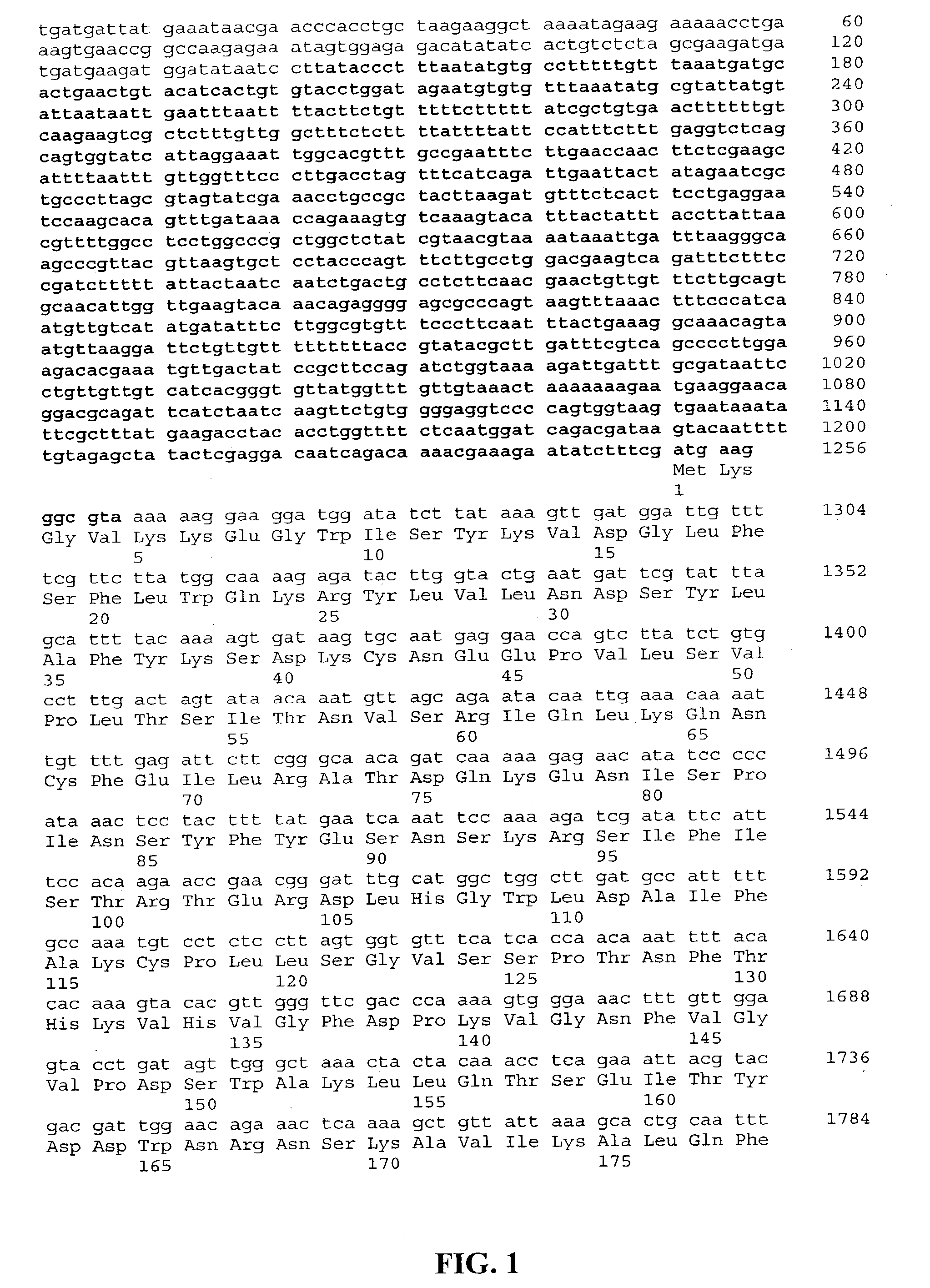 Methods of using glucan synthase pathway reporter genes to screen for antifungal compounds