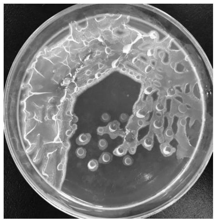 Bacillus velezensis and application thereof in vinegar brewing