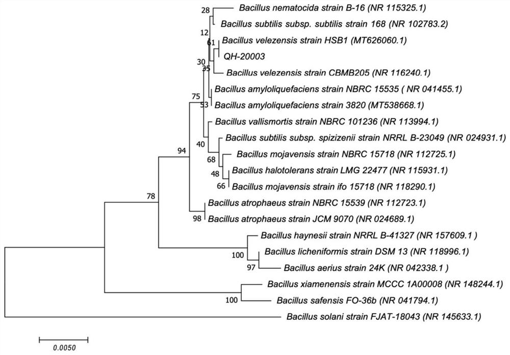 Bacillus velezensis and application thereof in vinegar brewing