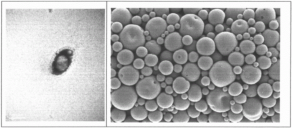 A multi-modal imaging microbubble structure, preparation method and application