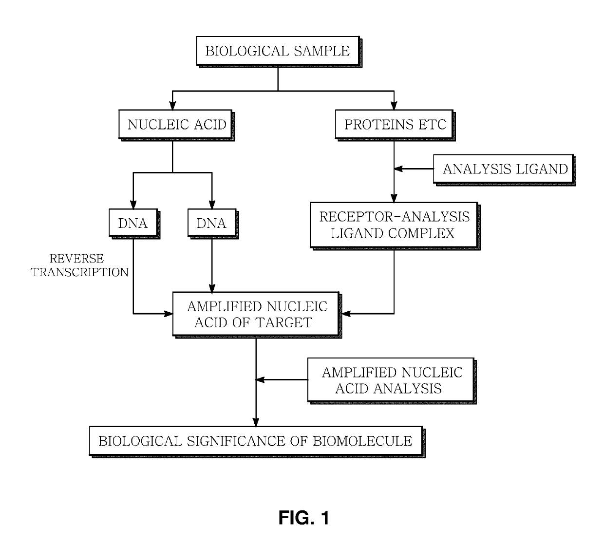 Method and apparatus for analyzing biomolecules by using oligonucleotide