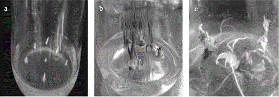 Rapid propagation method of allium victorialis