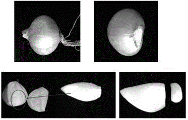 Rapid propagation method of allium victorialis