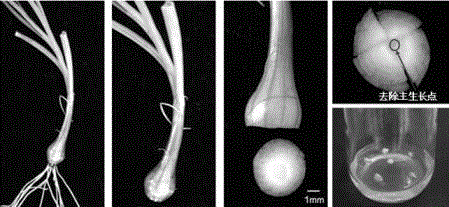 Rapid propagation method of allium victorialis