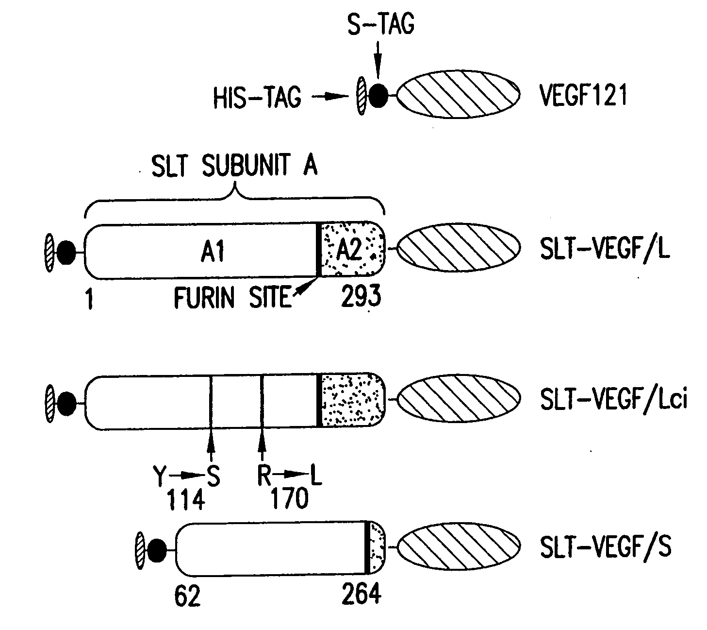 Recombinant proteins containing shiga-like toxin and vascular endothelial growth factor fragments