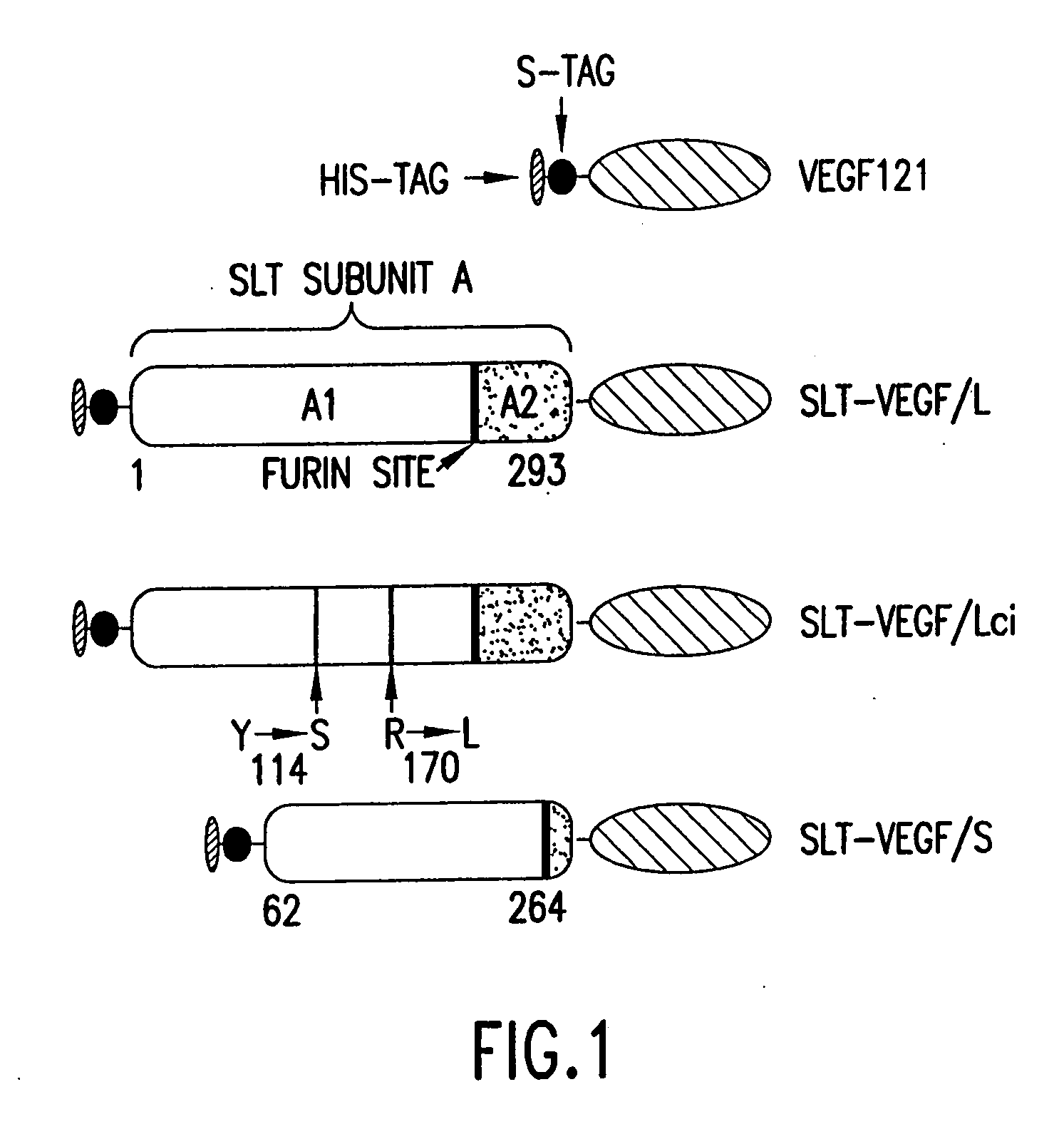 Recombinant proteins containing shiga-like toxin and vascular endothelial growth factor fragments