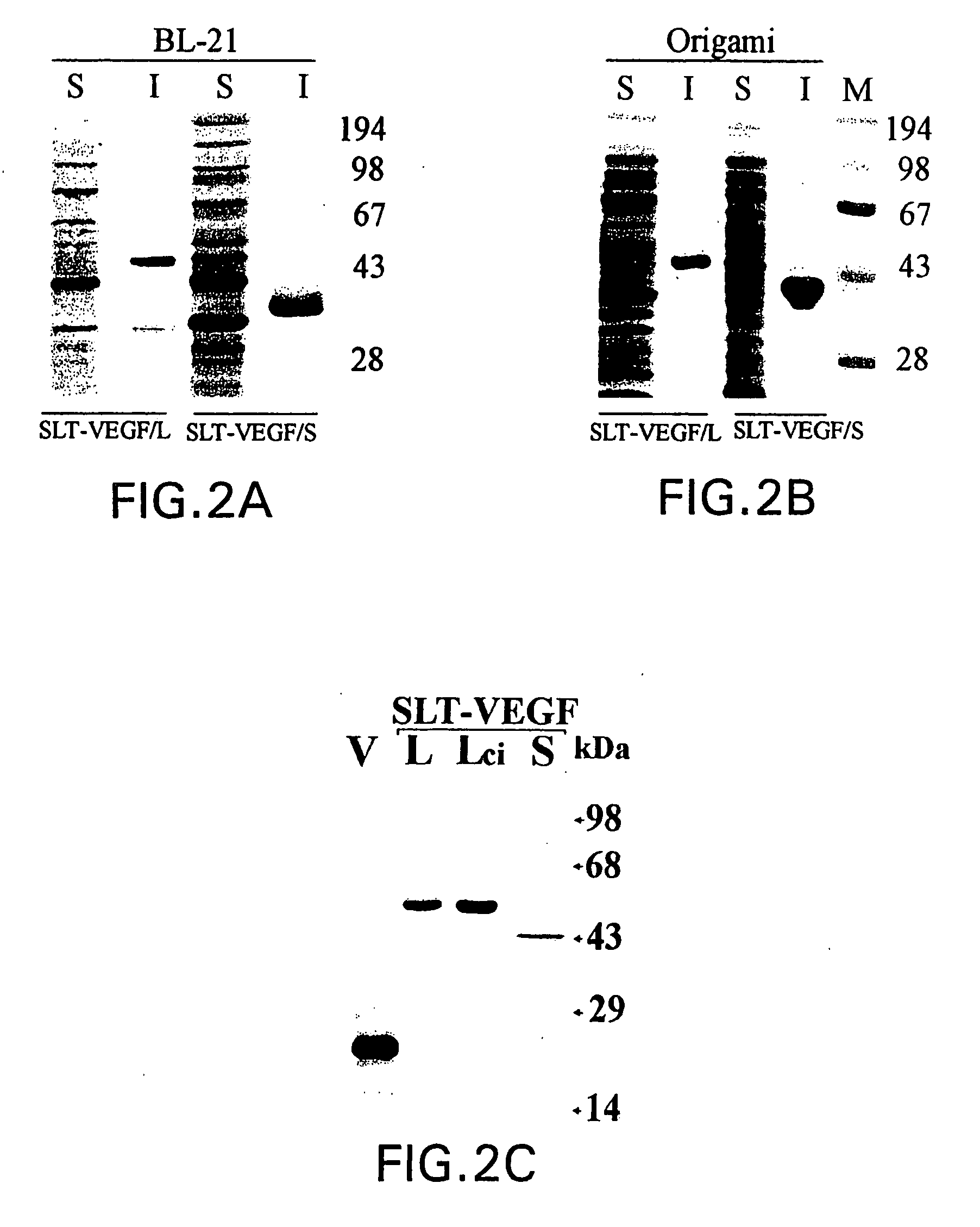 Recombinant proteins containing shiga-like toxin and vascular endothelial growth factor fragments