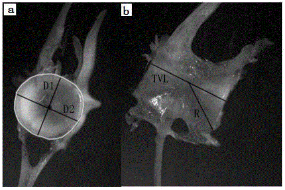 Construction method of vertebral growth characteristic analytical model for mackerel pike