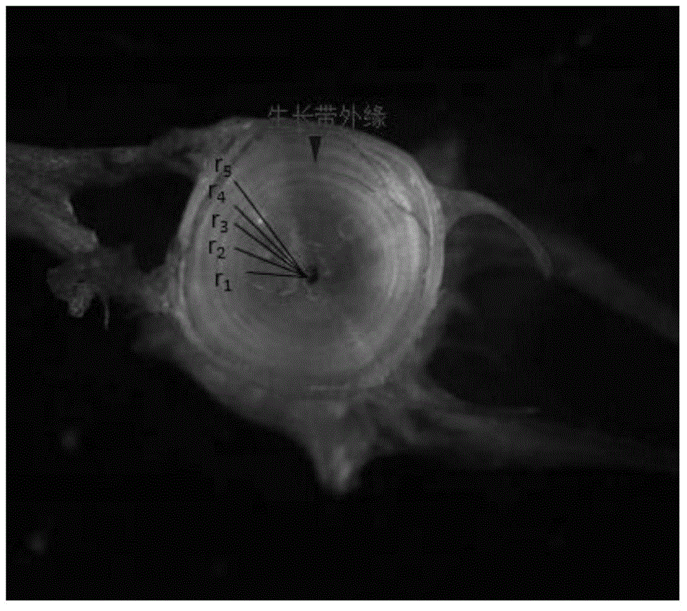 Construction method of vertebral growth characteristic analytical model for mackerel pike