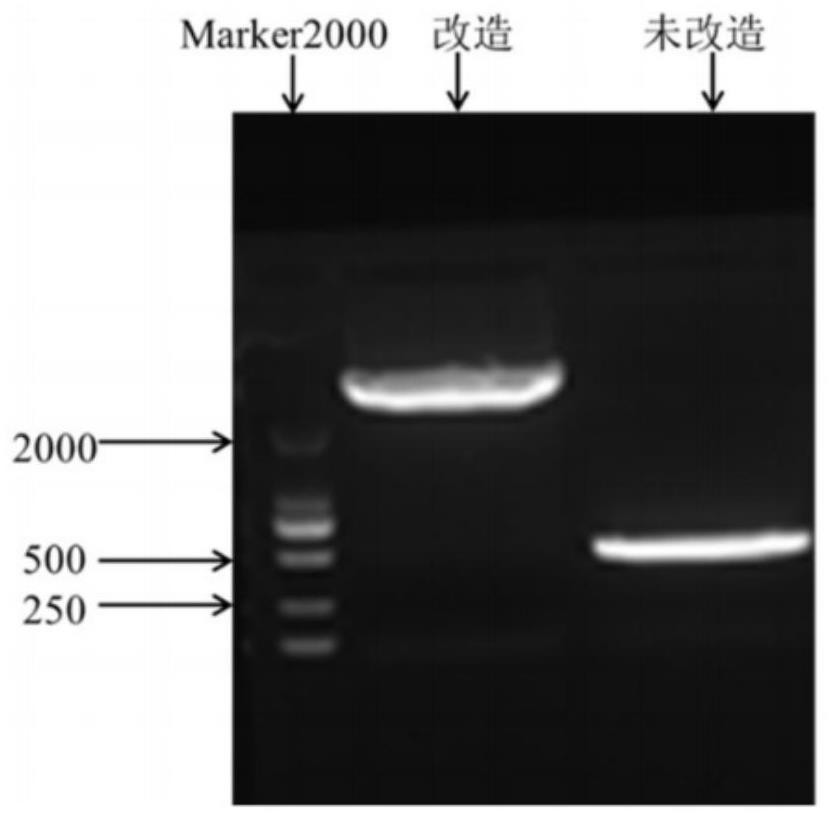 Quantitative determination method of vaccinia virus lister strain based on ddPCR