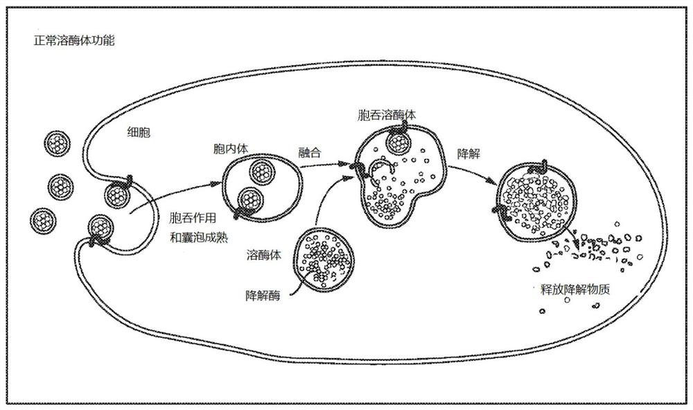 Systems and methods for lysosome induced immunogenic cell death