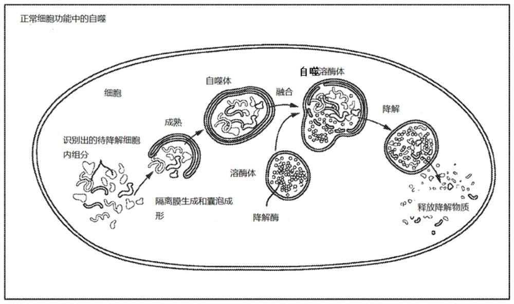 Systems and methods for lysosome induced immunogenic cell death