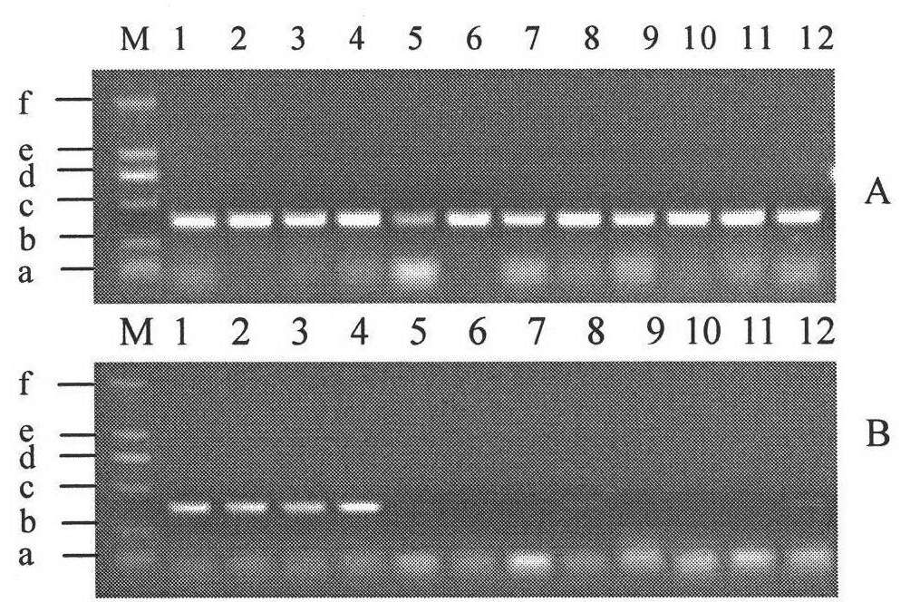 Molecular markers of paddy endosperm low amylose content gene Wx-mq