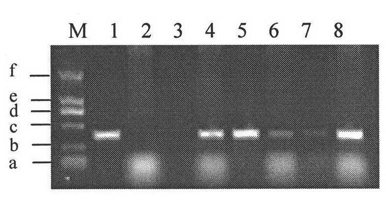 Molecular markers of paddy endosperm low amylose content gene Wx-mq