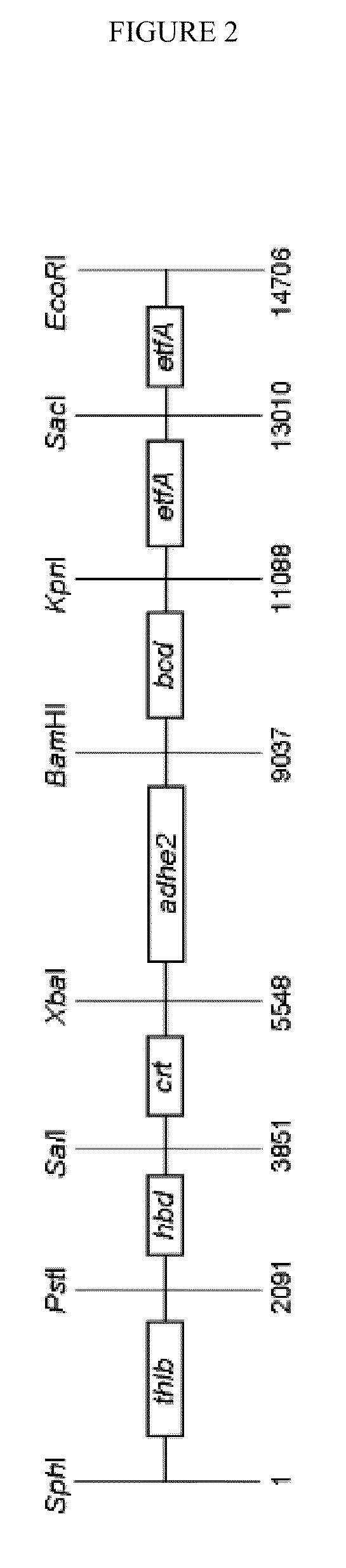 Methods for the production of n-butanol