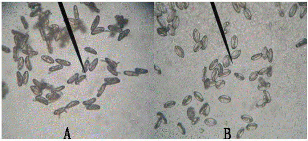 Hydrogenophagasp and application thereof to prevention and treatment of wheat powdery mildew