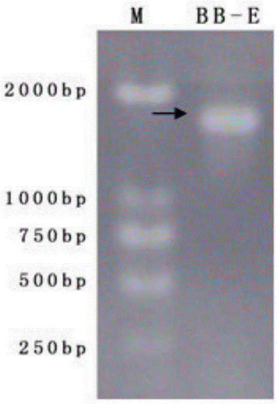 Hydrogenophagasp and application thereof to prevention and treatment of wheat powdery mildew